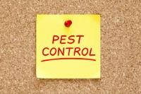 Bee Pest Control Perth image 3